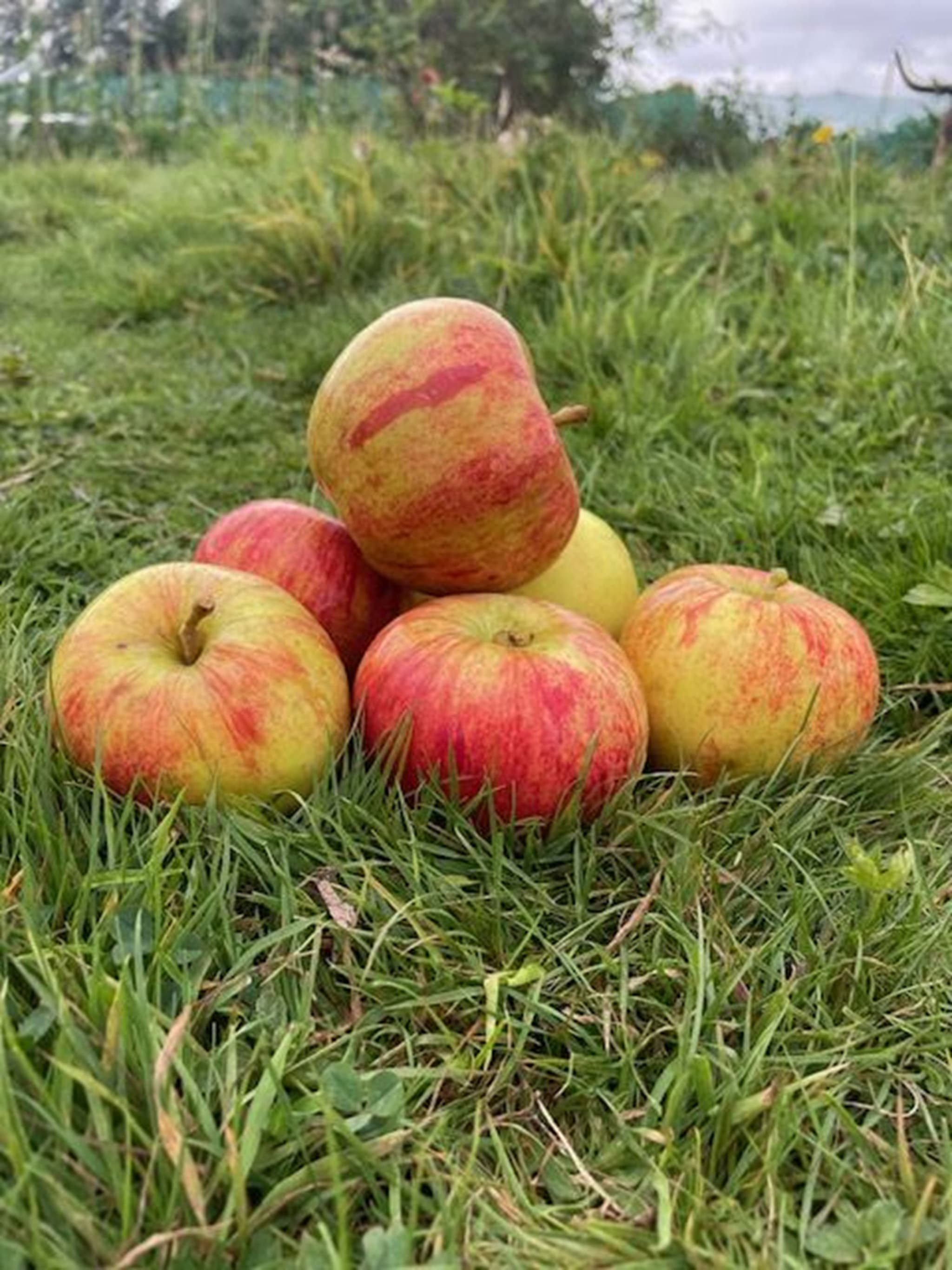 Organic Apples x 5